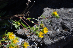 Grindelia integrifolia