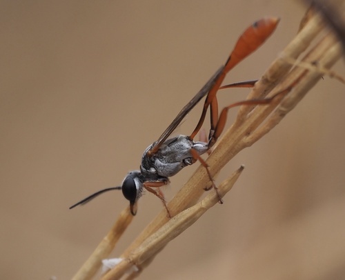 Sothassi Insect Photo 405541605, (c) nathantay, some rights reserved (CC BY-NC ...