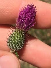Cirsium carolinianum