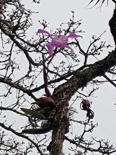 Image of Laelia speciosa by (c) Guillermo Huerta Ramos, some rights reserved (CC BY)
