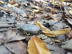 Claudius angustatus