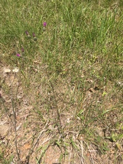 Cirsium carolinianum