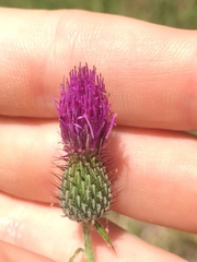 Cirsium carolinianum