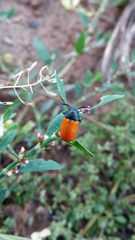 Labidostomis rubripennis