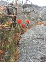 Castilleja miniata dixonii