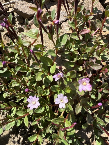 Image of Epilobium clavatum by no rights reserved