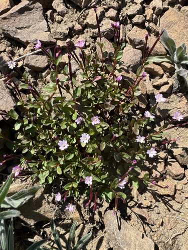 Clavate-fruit Willowherb (Epilobium clavatum)