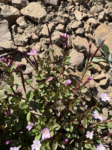 Image of Epilobium clavatum by no rights reserved