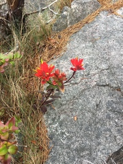 Castilleja miniata dixonii