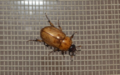 Cyclocephala lunulata