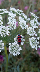 Trichodes leucopsideus