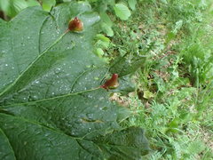 Pediaspis aceris