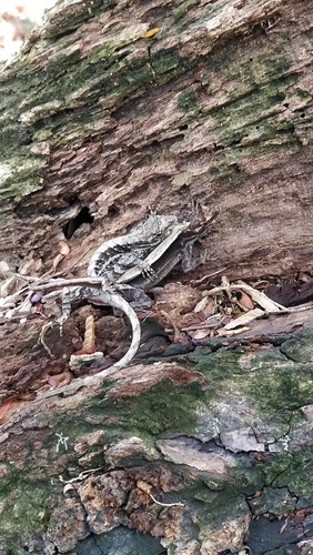 Anolis mccraniei