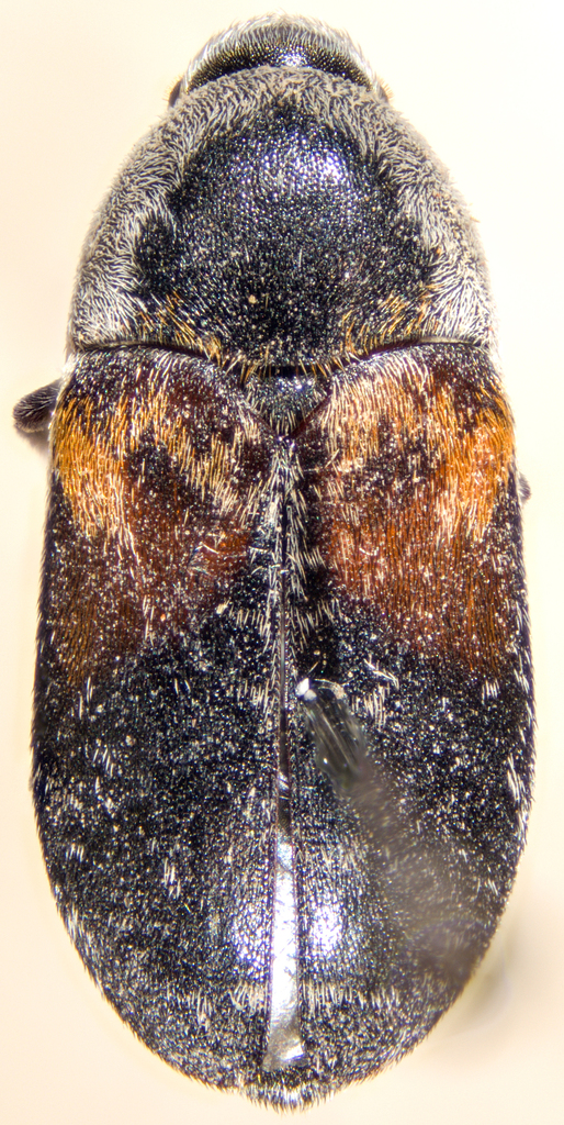 lesser dried-fish beetle