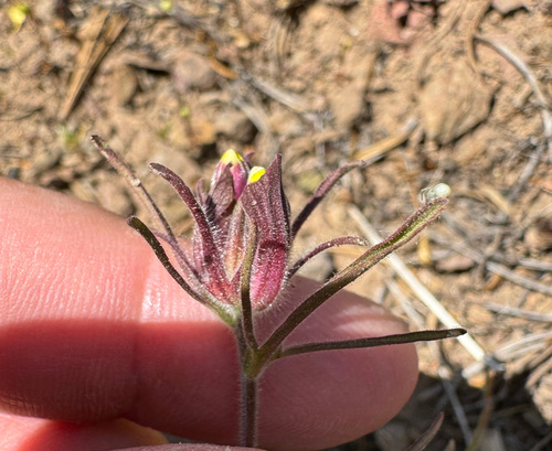 Image of Cordylanthus capitatus by no rights reserved