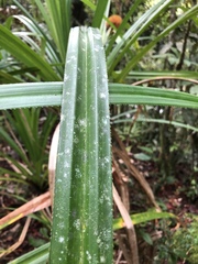 Pandanaceae