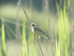 Acrocephalus scirpaceus