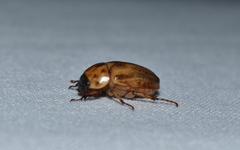 Cyclocephala lunulata