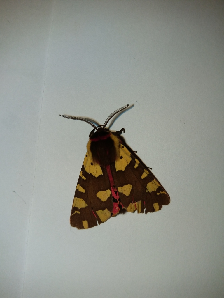 Arctia dido