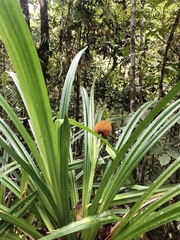 Pandanaceae
