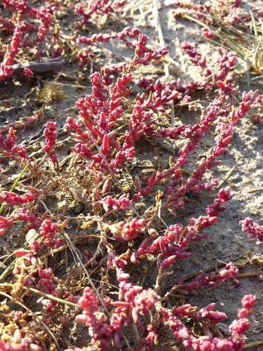 Suaeda prostrata