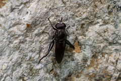 Xylotina