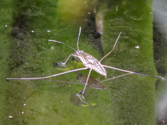 Limnogonus