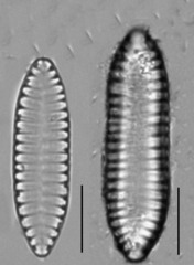 Surirella angusta