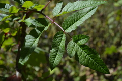Arracacia atropurpurea
