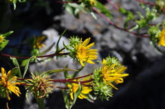 Grindelia integrifolia
