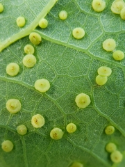 Neuroterus tantulus