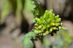 Packera sanguisorbae