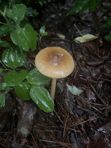 Amanita fulva