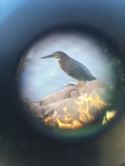 Butorides virescens