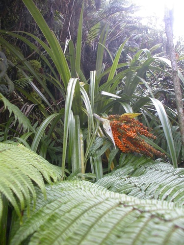 Astelia menziesiana observed 2008-10-23