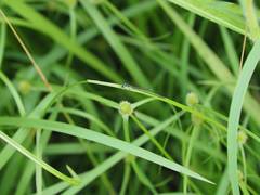 Agriocnemis femina oryzae