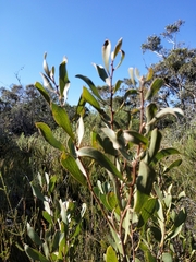 Hakea dactyloides