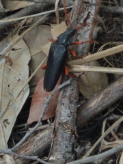 Elateropsis scabrosus