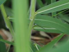 Agriocnemis femina oryzae