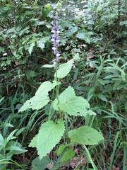 Scutellaria altissima