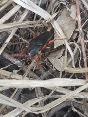 Elateropsis scabrosus