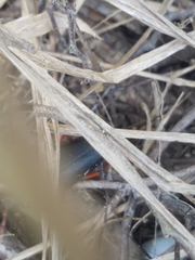 Elateropsis scabrosus