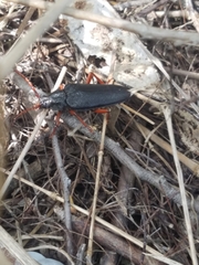 Elateropsis scabrosus