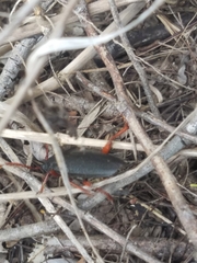 Elateropsis scabrosus