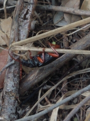 Elateropsis scabrosus