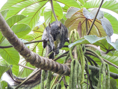 Sciurus colliaei