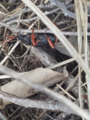 Elateropsis scabrosus