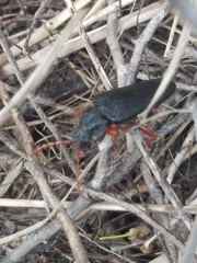 Elateropsis scabrosus