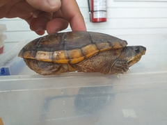 Claudius angustatus