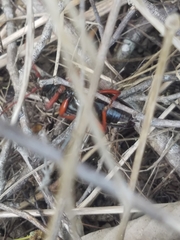 Elateropsis scabrosus